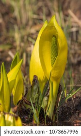 Western Skunk Cabbage