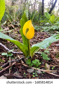 Western Skunk Cabbage Flower/lilies And Foliage 