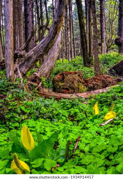 Western Skunk Cabbage\
(Lysichiton americanus) in a red alder grove, Olympic National\
Park, Washington, USA