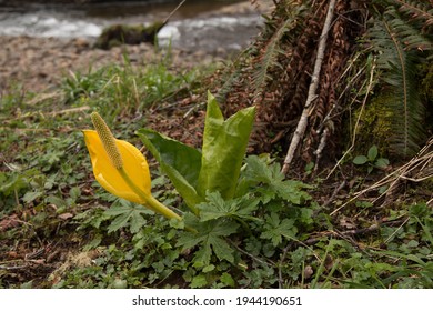 Western Skunk Cabbage On Forest Floor