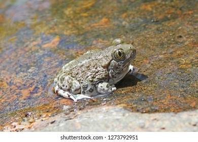 Western Spadefoot Toad