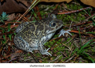 Western Spadefoot Toad