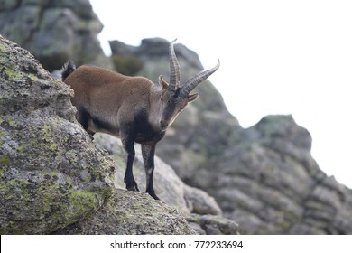 Western Spanish Ibex - Gredos Ibex