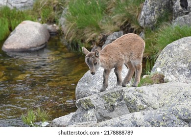 The Western Spanish ibex or Gredos ibex (Capra pyrenaica victoriae) is a subspecies of Iberian ibex native to Spain, in the Sierra de Gredos