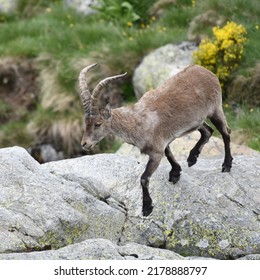 The Western Spanish ibex or Gredos ibex (Capra pyrenaica victoriae) is a subspecies of Iberian ibex native to Spain, in the Sierra de Gredos