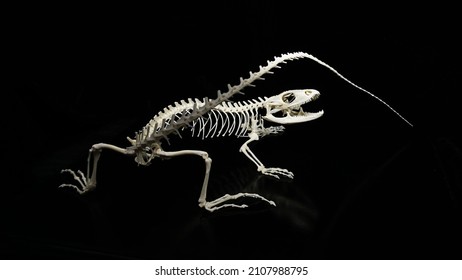 Western spiny  tailed iguana (Ctenosaura pectinata) skeleton attacking