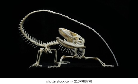 Western spiny  tailed iguana (Ctenosaura pectinata) skeleton attacking