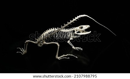 Western spiny-tailed iguana (Ctenosaura pectinata) skeleton attacking