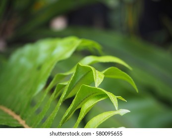 The Western Swordfern Or Bright Green Tuber Sword Fern Nephrolepis Cordifolia Or Sword Fern's Leaves