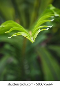 The Western Swordfern Or Bright Green Tuber Sword Fern Nephrolepis Cordifolia Or Sword Fern's Leaves