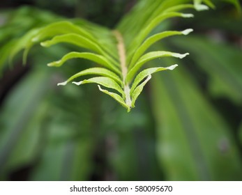 The Western Swordfern Or Bright Green Tuber Sword Fern Nephrolepis Cordifolia Or Sword Fern's Leaves