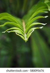 The Western Swordfern Or Bright Green Tuber Sword Fern Nephrolepis Cordifolia Or Sword Fern's Leaves