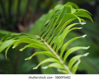 The Western Swordfern Or Bright Green Tuber Sword Fern Nephrolepis Cordifolia Or Sword Fern's Leaves