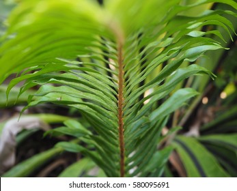 The Western Swordfern Or Bright Green Tuber Sword Fern Nephrolepis Cordifolia Or Sword Fern's Leaves