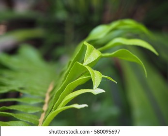 The Western Swordfern Or Bright Green Tuber Sword Fern Nephrolepis Cordifolia Or Sword Fern's Leaves