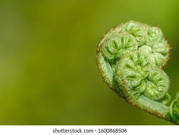 Western Swordfern Fiddlehead Curled Against Green Background With Room For Text