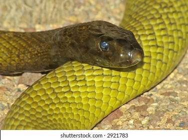 Western Taipan