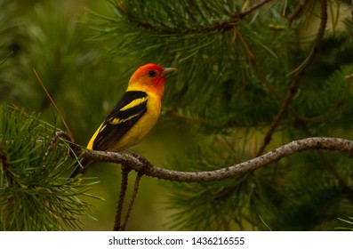 Western Tanager In Laurance S. Rockefeller Preserve