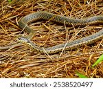 A Western terrestrial garter snake perched on dry grass amidst weeds.