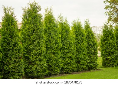 33,945 Thuja Tree Images, Stock Photos & Vectors 