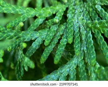 The Western thuja, or vital tree, or negniyuchka (Latin Thuja occidentalis), is an evergreen coniferous tree from the Cypress family (Latin Cupressaceae) of the genus Thuja - Shutterstock ID 2199707141