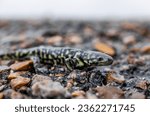Western tiger salamander from Alberta 