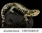 Western tiger salamander (Ambystoma mavortium diaboli)