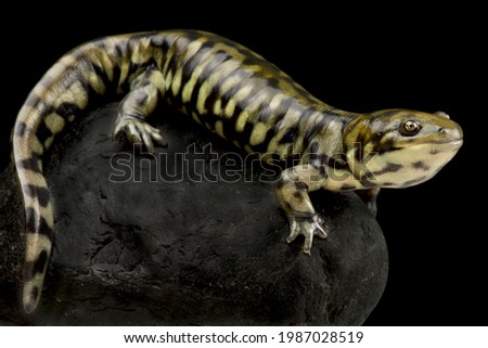 Western tiger salamander (Ambystoma mavortium diaboli)