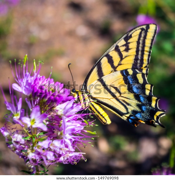 Western Tiger Swallowtail\
Butterfly
