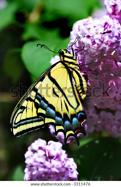 Western Tiger Swallowtail\
Butterfly