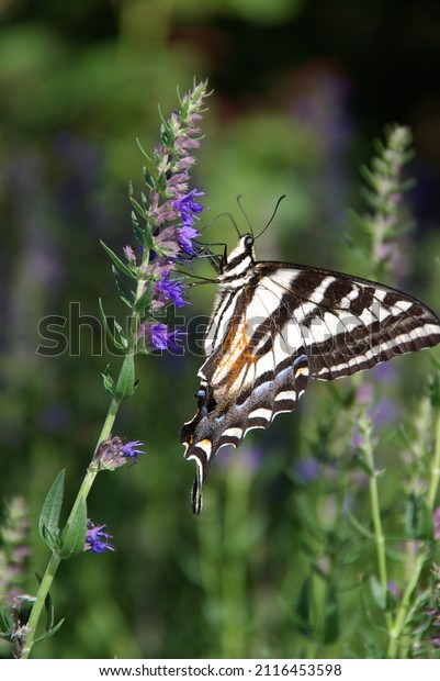 Western Tiger Swallowtail Butterfly on Lupine\
Blossoms with pollen on\
wings