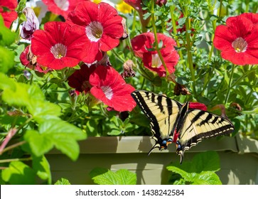 Western Tiger Swallowtail Butterfly (Papilio rutulus) on a red petunia hanging basket