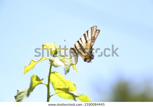 western tiger swallowtail butterfly \
Schwalbenschwanzschmetterling des westlichen\
Tigers