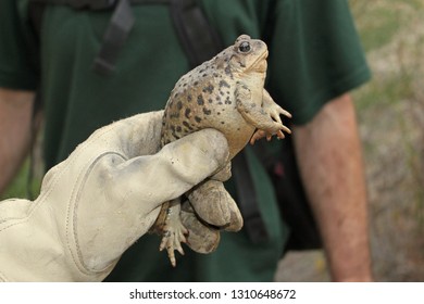 Western Toad (Anaxyrus Boreas)