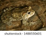 A Western Toad (Anaxyrus boreas) sits in a pond waiting to mate. California. 