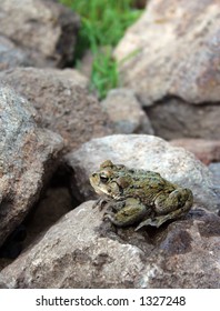 Western Toad On A Rock