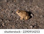 Western Toad sitting on the ground