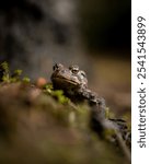 A Western Toad stares directly at the camera lens while sitting on the ground in its natural habitat