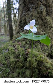 Western Trillium (Trillium ovatum), Cowichan Valley, Vancouver Island, British Columbia, Canada