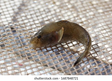 Western Tubenose Goby Close-up, Also Known As Proterorhinus Semilunaris