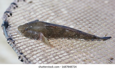 Western Tubenose Goby Close-up, Also Known As Proterorhinus Semilunaris