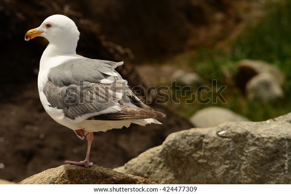 Western USA seagull\
standing on one leg