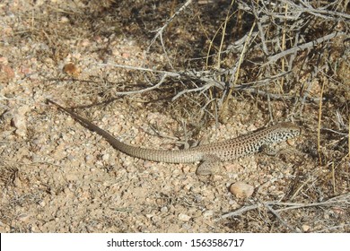 Western whiptail lizard, roaming the sandy gravel floor, of the Mojave Desert, California.