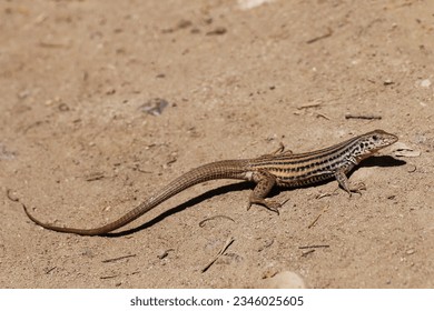 Western Whiptail Lizard sunning itself in an open area.