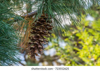 Western White Pine Cone