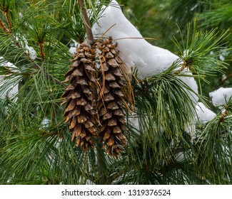 Western White Pine Cone With Snow