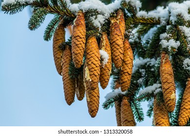 Western White Pine Cone In Winter