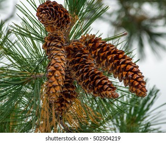 Western White Pine Cones