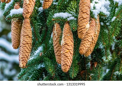 Western White Pine Cones With Pitch