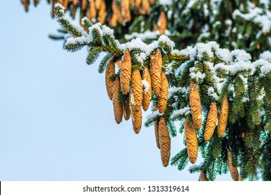 Western White Pine Cones With Snow